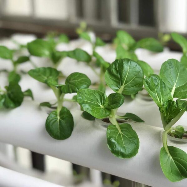 Hydroponics Growing System - High Yield Indoor Gardening Kit with Timer & Pump - Image 13