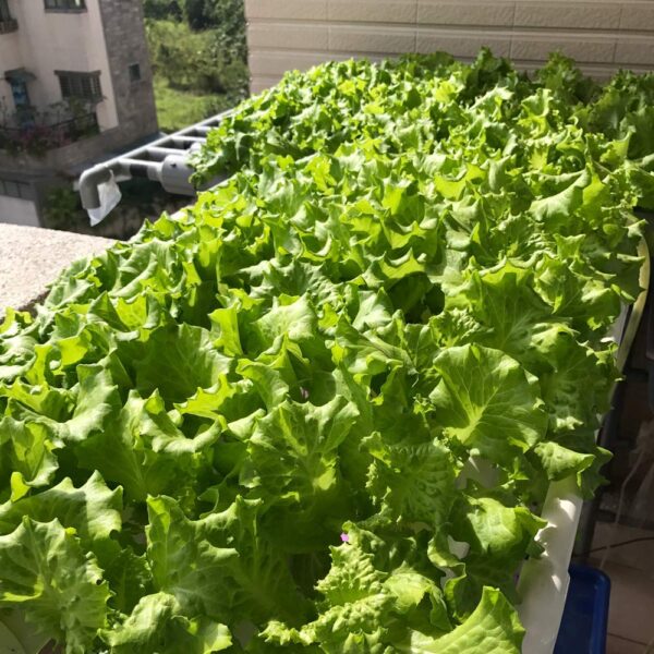Hydroponics Growing System - High Yield Indoor Gardening Kit with Timer & Pump - Image 14