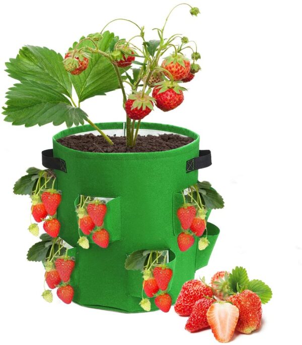 Strawberry Grow Bags - Image 7