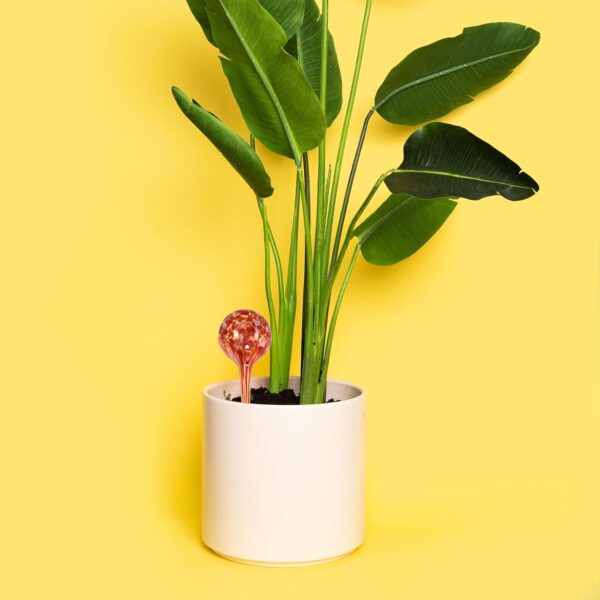 Indoor Plant Watering Globes – Automatic Self-Watering Aqua Bulbs, Large Hand-Blown Decorative Glass for Healthy Plants - Image 4