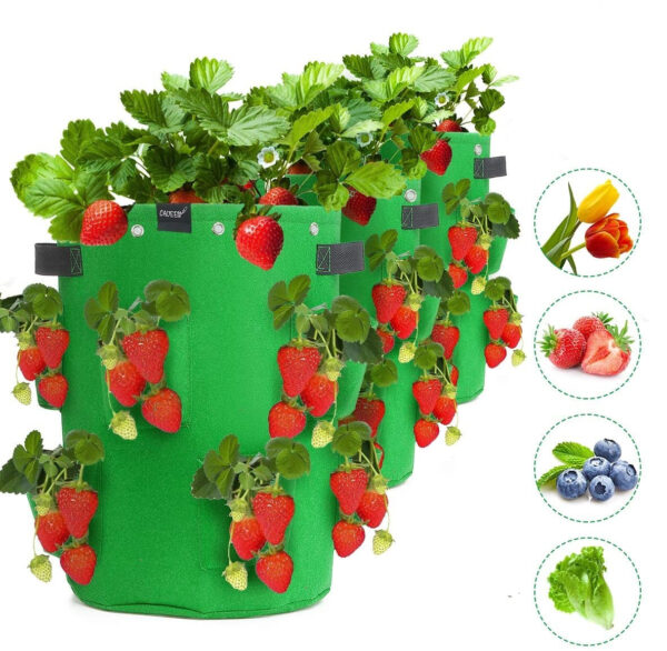 Strawberry Grow Bags - Image 8
