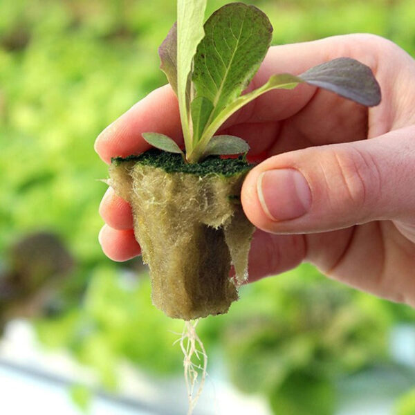 Hydroponics Rockwool Plant Starter Cubes - Image 4