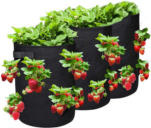 Strawberry Grow Bags - Image 6