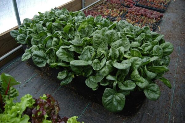Thick Fabric Raised Garden Beds - Image 4