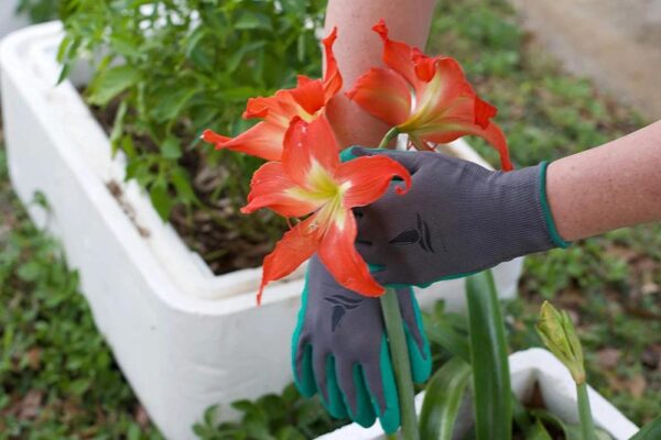Coated Gardening Gloves 2-PK - Image 4