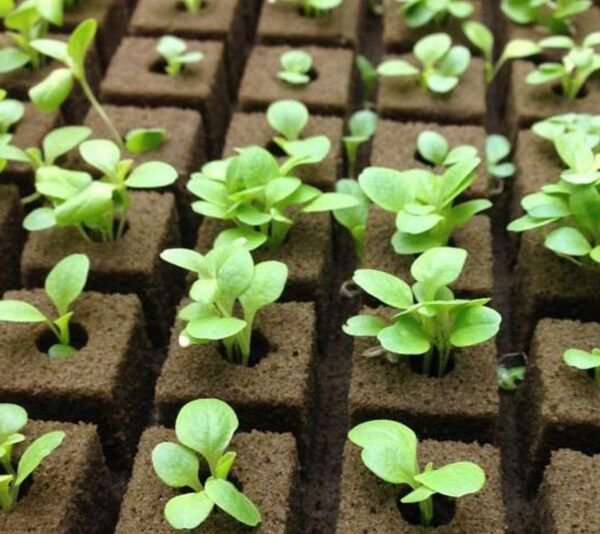 Hydroponics Rockwool Plant Starter Cubes - Image 7