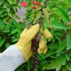 Premium Rose Pruning Gloves