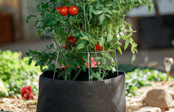 Premium Garden Grow Bags - Image 13